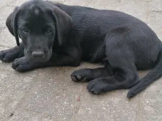 Labrador hvalp