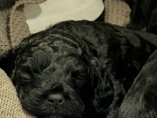 Cockapoo hvalpe søger nye hjem