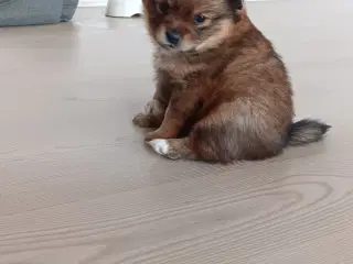 Pomeranian/Chihuahua