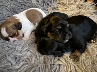 Shih tzu/ Bomuld hvalpe 