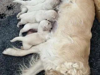 Skønne Golden Retriever hvalpe til salg