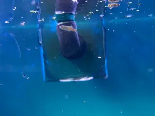 Guppy mix
