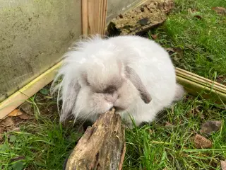 Olliver søger et kærligt hjem