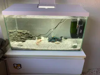 Akvarium med Axolotl