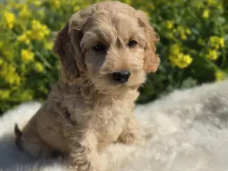 Amerikanske Cockapoo hvalpe