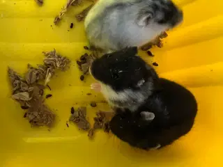 Hamster hun 
