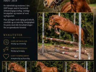 Dansk Sports pony ( kat 1)