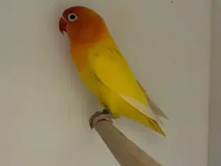 Rødhovedet Dværgpapegøje