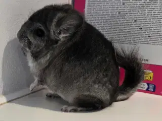 Chinchilla unge 