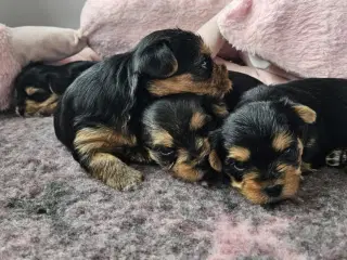 4 Yorkshire terrier hvalpe søgør kærlige hjem