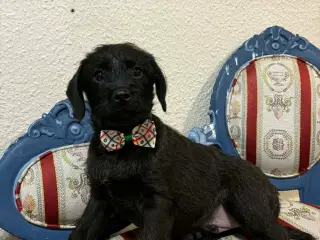 Dansk-svensk gårdhund blanding