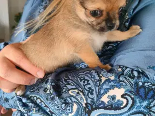 chihuahua