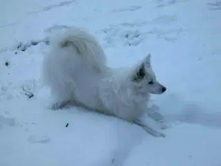 Dansk spids tæve 2 år 