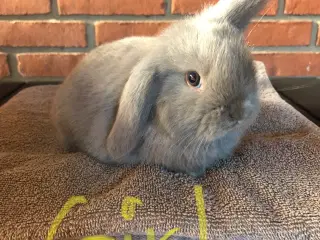 Minilop KANINUNGE sælges