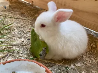 Sødeste Kaninunger🐰