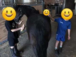 Sød og ung lll pony
