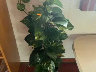 Div. planter (se billeder)