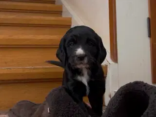 Working Spaniel (FT)