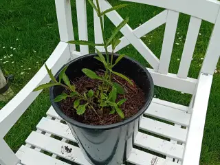 Kæmpe verbena 