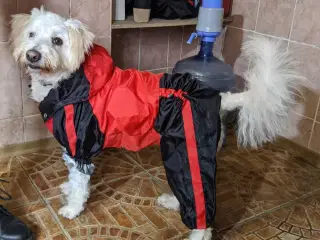 Hund fra Ukraine 