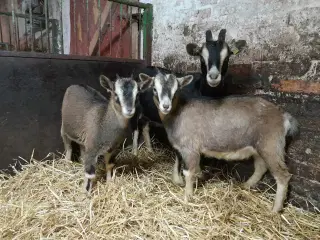 Dværggeder 2 mødre 2 kid