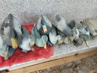 Lokkeænder