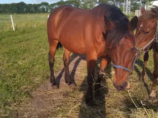 Følhoppe/selskabs hest