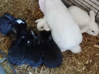 6 ægte mini lopper flytteklar 20/7