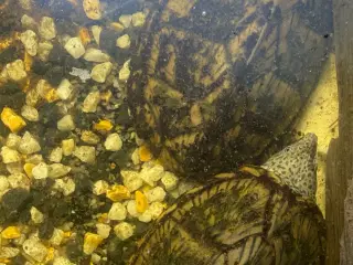 Sump skildpadder 