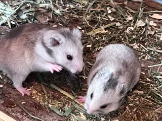 Sibiriske guldhamster unge