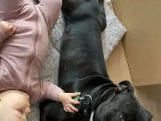 Staffordshire Bullterrier tilbydes til avl