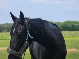 Super smuk 2 års hoppe evt bytte