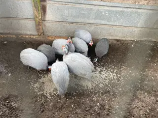 Perlehøns haner sælges 