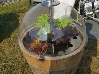 Dyrk din egen salat mm heleåret