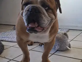 Frisk Engelsk bulldog 