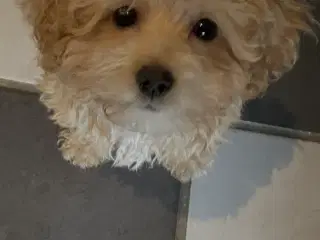 Havapoo hvalpe mini - allergivenlige