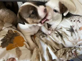 Jack russel hvalp