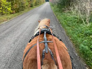 Kommende køre/ridepony sælges 