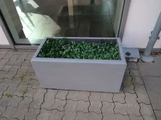 3 stk. planter i krukke
