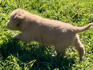 Super lækre, og kraftige Lagotto / Spansk Vandhund - 5