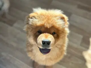Chowchow hund 