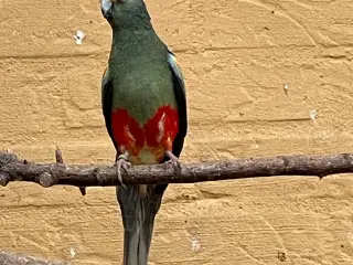 Mangefarvede i grågrøn mutation 