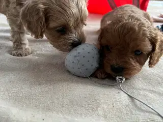 Cavapoo F1 hvalpe 