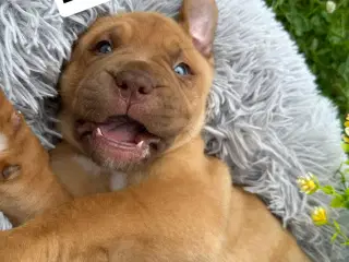 Cane Corso/Douge de Bordeaux 