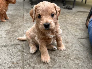 Lille labradoodle 