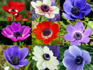 Franske Anemoner "De Caen mix" - Blomsterløg