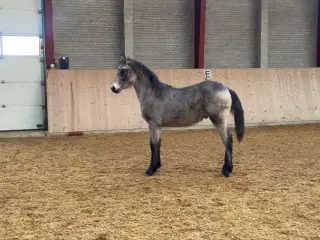 Unik 1 års hingst