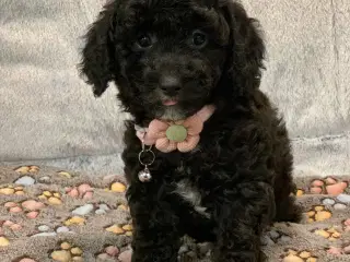 Små fine mini Maltipoo babyer er rejseklar nu . 