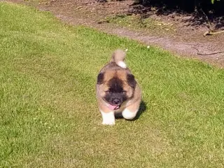 Hundehvalpe Akita American 