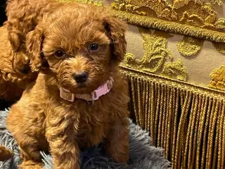 Maltipoo